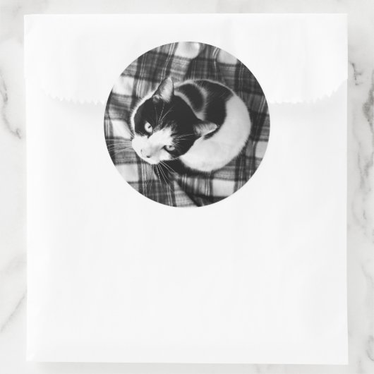 Zwart-witte kat Stickers (Tas)