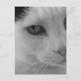 Zwart-witte katten gezicht briefkaart