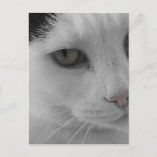 Zwart-witte katten gezicht briefkaart (Voorkant)