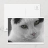 Zwart-witte katten gezicht briefkaart (Voorkant / Achterkant)