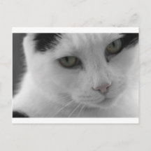 Zwart-witte katten gezicht