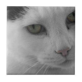 Zwart-witte katten gezicht tegeltje