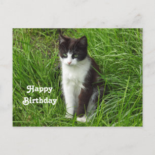 Zwart-witte kattenfoto verjaardag briefkaart