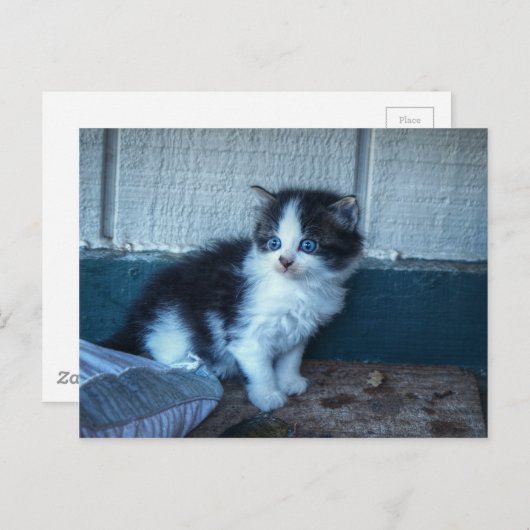 Zwart + Witte Keuten Briefkaart (Voorkant / Achterkant)