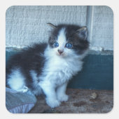 Zwart + Witte Keuten Vierkante Sticker (Voorkant)