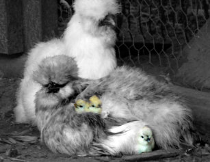 sexing zwarte Australorp kuikensanale seks in Azië
