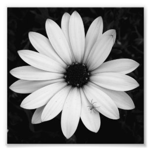 Zwart-witte kleine spin op bloem foto afdruk