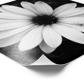 Zwart-witte kleine spin op bloem foto afdruk (Hoek)