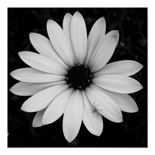 Zwart-witte kleine spin op bloem perfect poster (Voorkant)