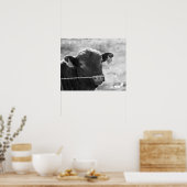 Zwart-witte Koe achter Barbed Wire Fence 16x20 Poster (Keuken)