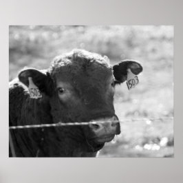 Zwart-witte Koe achter Barbed Wire Fence 16x20 Poster