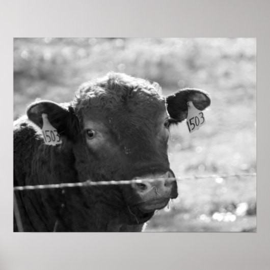 Zwart-witte Koe achter Barbed Wire Fence 16x20 Poster (Voorkant)