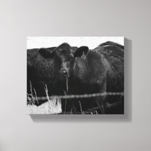 Zwart-witte Koeien achter Barbed Wire Fence 8x10 Canvas Afdruk