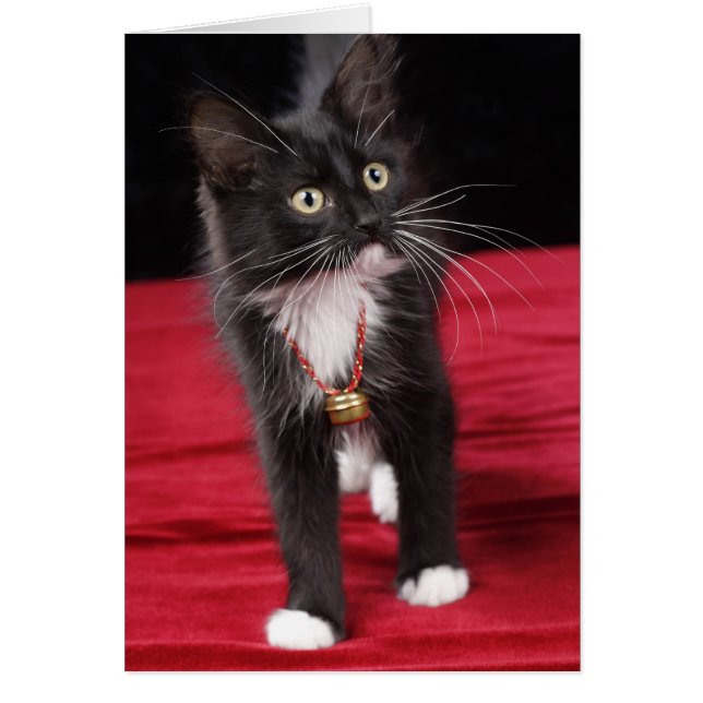 Zwart-witte kortharige kitten, 2 1/2 maanden (Voorkant)