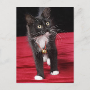 Zwart-witte kortharige kitten, 2 1/2 maanden briefkaart