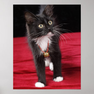 Zwart-witte kortharige kitten, 2 1/2 maanden poster