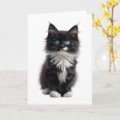 Zwart-witte langharige kat blauwe ogen leeg kaart (Gele Bloem)