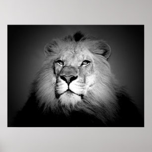 Zwart & Witte Leeuw Poster Print