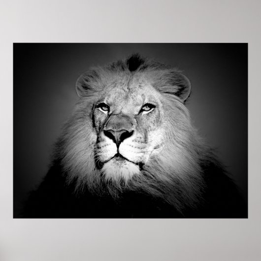 Zwart & Witte Leeuw Poster Print (Voorkant)