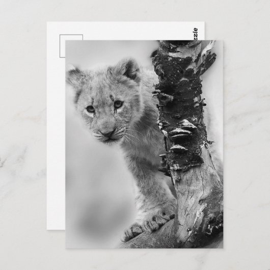 Zwart-witte leeuwenwelpje briefkaart (Voorkant / Achterkant)