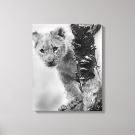 Zwart-witte leeuwenwelpje canvas afdruk