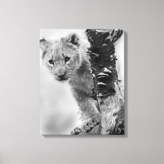 Zwart-witte leeuwenwelpje canvas afdruk (Voorkant)