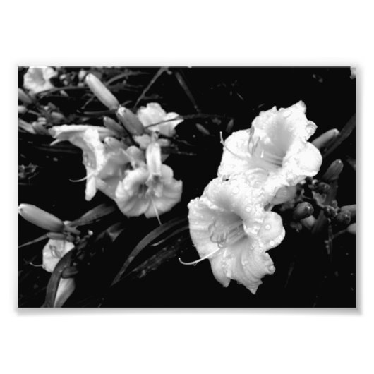 Zwart-witte Lillies Print Foto Afdruk (Voorkant)