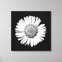 Zwart Witte Madelief Bloem Kunst Botanische Fotogr