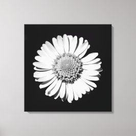 Zwart Witte Madelief Bloem Kunst Botanische Fotogr Canvas Afdruk