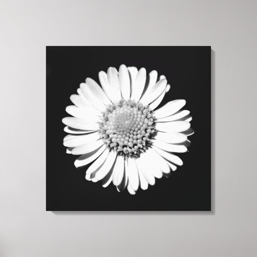 Zwart Witte Madelief Bloem Kunst Botanische Fotogr Canvas Afdruk (Voorkant)