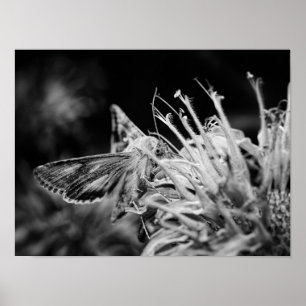 Zwart-witte mot die zich voedt met een wilde bloem poster