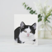Zwart Witte Nadenkende Kitten Ansichtkaart Briefkaart (Staand voorkant)