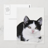 Zwart Witte Nadenkende Kitten Ansichtkaart Briefkaart (Voorkant / Achterkant)