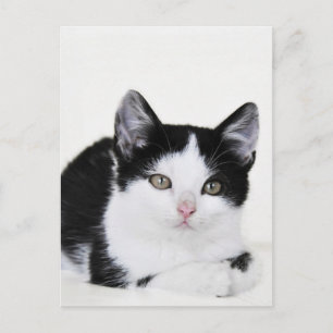 Zwart Witte Nadenkende Kitten Ansichtkaart Briefkaart