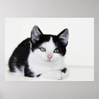 Zwart Witte Nadenkende Kitten Poster