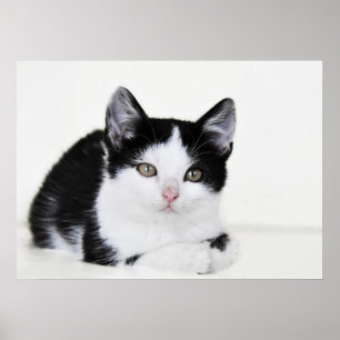 Zwart Witte Nadenkende Kitten Poster