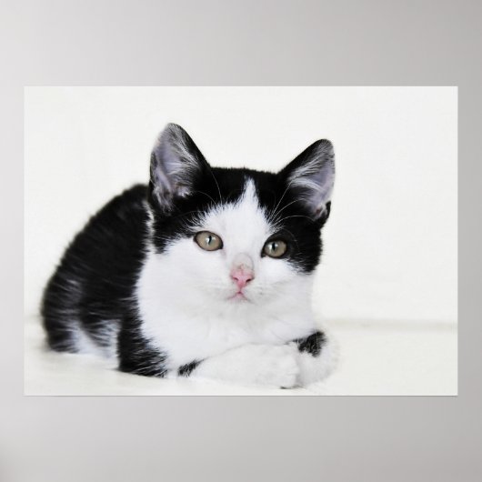 Zwart Witte Nadenkende Kitten Poster (Voorkant)