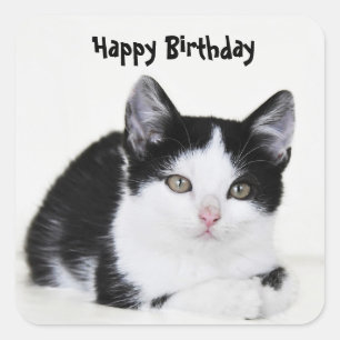 Zwart Witte Nadenkende Kitten Sticker