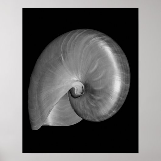 Zwart-witte Nautilus Schelp Poster (Voorkant)