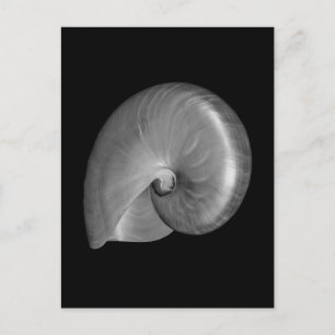 Zwart-witte Nautilus Shell Briefkaart