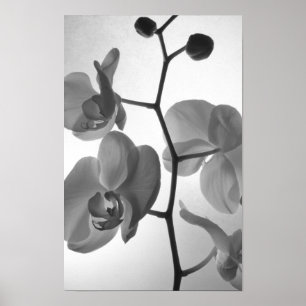 Zwart-witte orchideeën aan de stengel poster