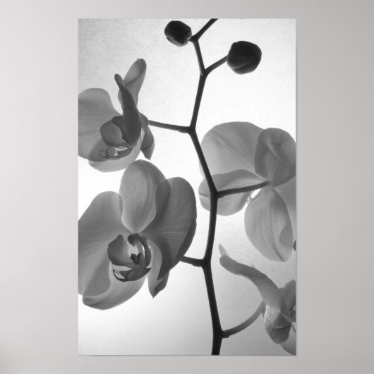 Zwart-witte orchideeën aan de stengel poster (Voorkant)