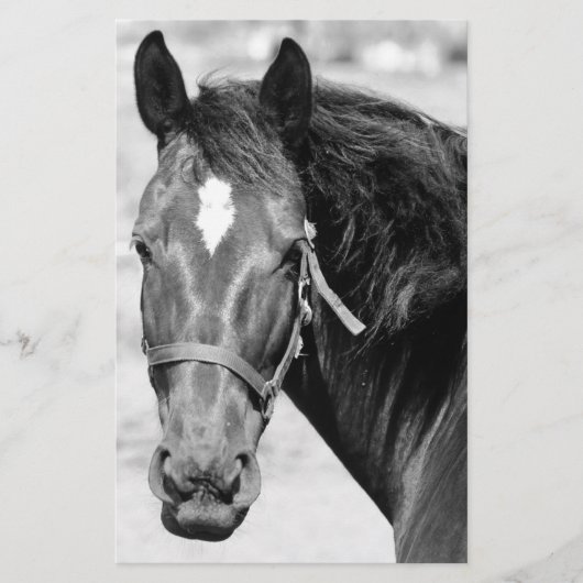 Zwart Witte Paard Briefpapier (Voorkant)
