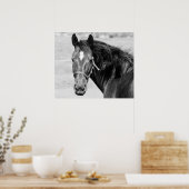 Zwart Witte Paard Poster (Keuken)