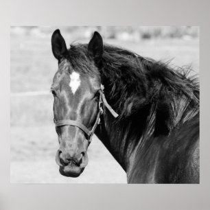 Zwart Witte Paard Poster