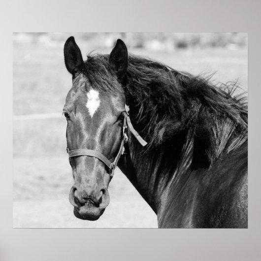 Zwart Witte Paard Poster (Voorkant)