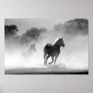 Zwart-witte paarden poster