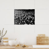 Zwart-witte paddenstoel Colony Foto Poster (Keuken)