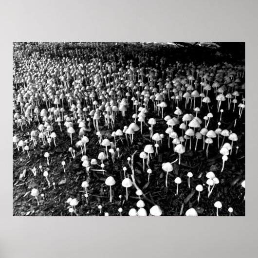 Zwart-witte paddenstoel Colony Foto Poster (Voorkant)