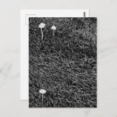 Zwart-witte paddenstoelen in gras Foto Briefkaart (Voorkant / Achterkant)